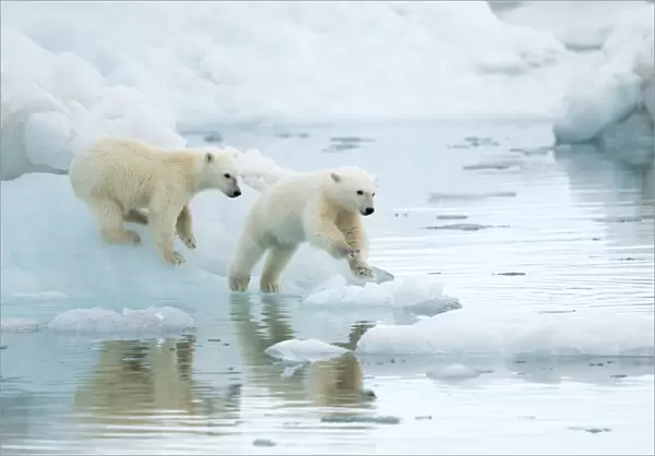 Polar bear (Ursus maritimus), two cubs playing, leaping across sea ice, reflected in water