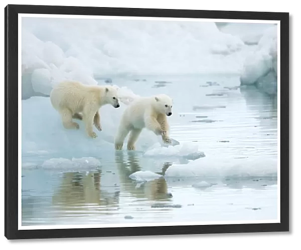 Polar bear (Ursus maritimus), two cubs playing, leaping across sea ice, reflected in water