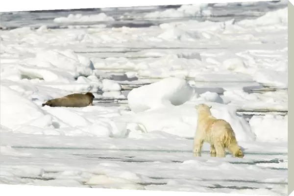 Polar bear (Ursus maritimus) hunting Seal on sea ice. Svalbard, Norway, July 2018