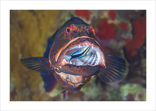 Bluestreak cleaner wrasse (Labroides dimidiatus) cleans among the sharp teeth of a