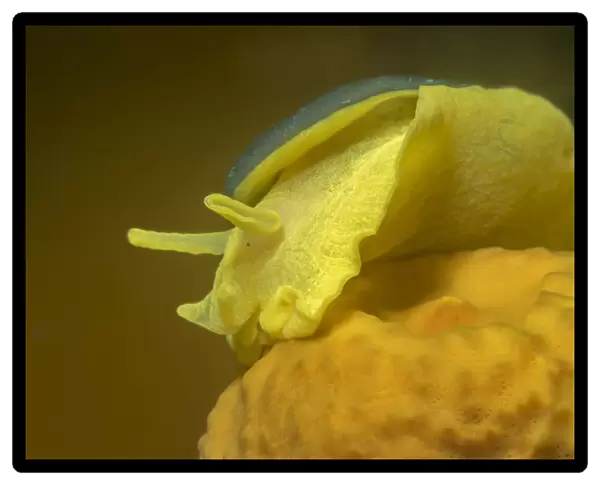 Yellow umbrella slug (Tylodina perversa) feeding on Golden sponge (Aplysina aerophoba)