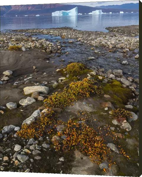 Dwarf willows add color along a small glacial stream before icebergs in Hare Fjord