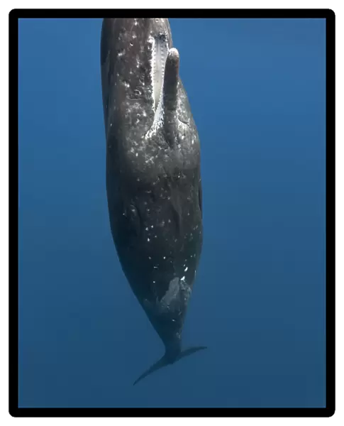 Sperm whale (Physeter macrocephalus) female at the ocean surface with her mouth open