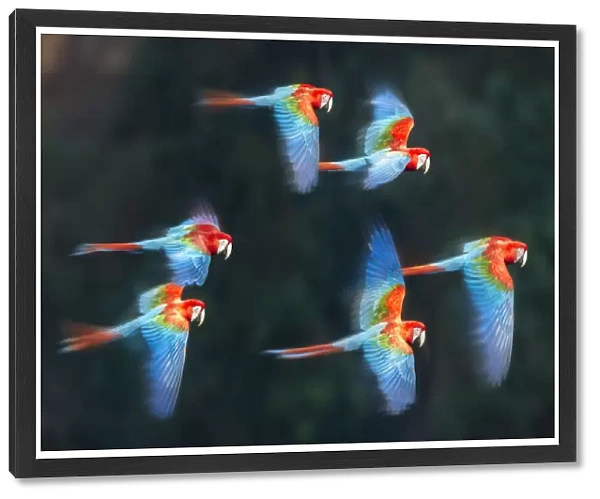Group of Red-and-green macaws (Ara chloropterus) in flight over forest canopy. Buraco das Araras