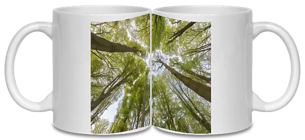Beech (Fagus sylvatica) forest, view into canopy from below