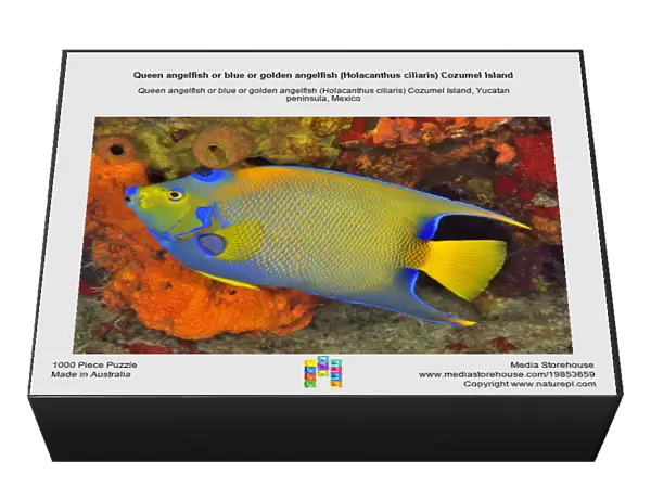 Queen angelfish or blue or golden angelfish (Holacanthus ciliaris) Cozumel Island