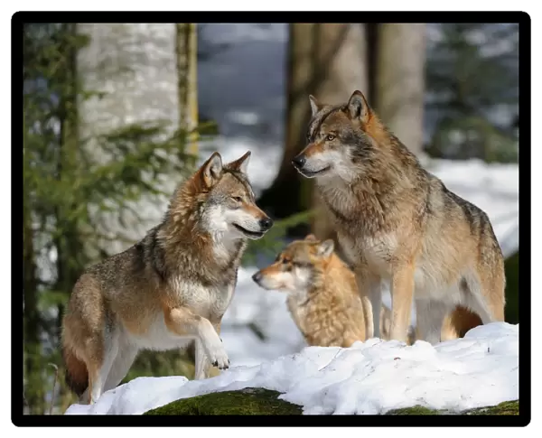 Pack of European grey wolves standing in snow (Canis lupus) captive