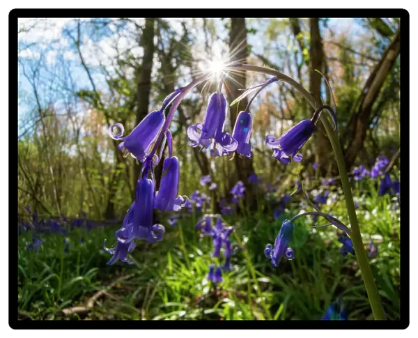 English bluebell (Hyacinthoides non-scripta) Lower Woods, Gloucestershire, England, UK