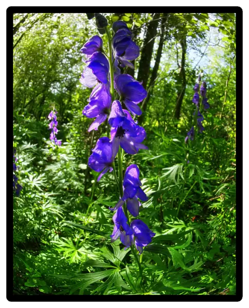 Monkshood (Aconitum napellus) growing on the banks of the Mells Stream in Edford Woods