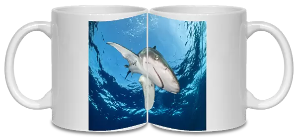 Oceanic whitetip shark (Carcharhinus longimanus) is framed by the surface