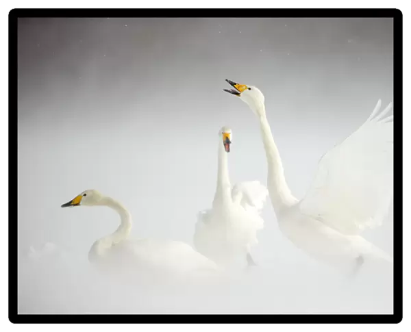 Whooper Swans (Cygnus cygnus) in snow. Japan, February
