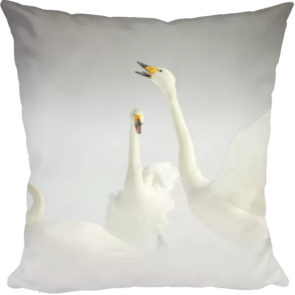 Whooper Swans (Cygnus cygnus) in snow. Japan, February