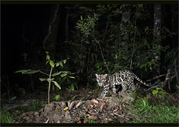 Sunda clouded leopard (Neofelis diardi) at night, Deramakot Forest Reserve, Sabah