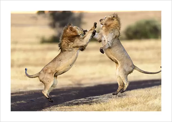 Lion (Panthera leo) males mock fighting  /  play fighting