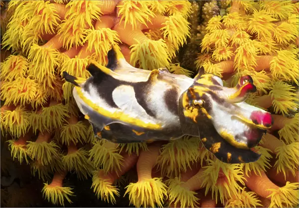 Colorful Pfeffers flamboyant cuttlefish (Metasepia pfefferi