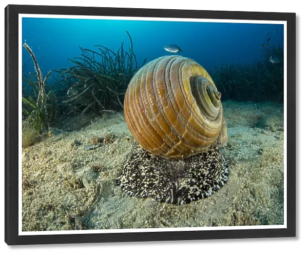 Giant tun (Tonna galea) a species of marine gastropod mollusc that is one of the biggest