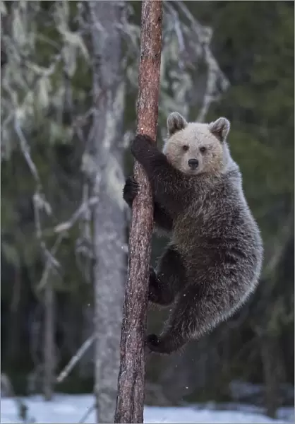 Brown bear (Ursus arctos), climbing tree in snow, Finland, May