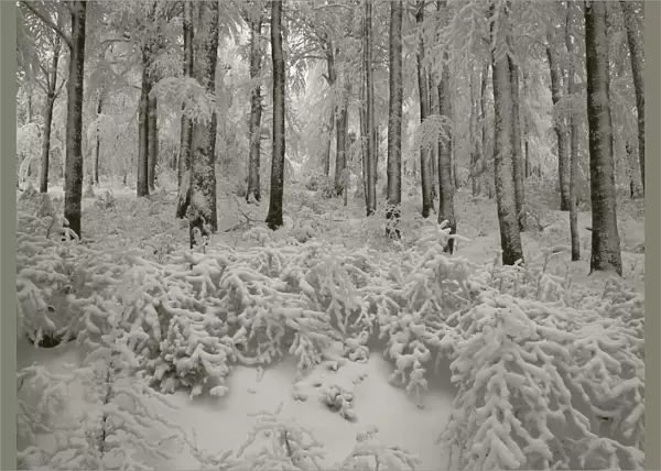 Snow-covered woods after a snowstorm at Col de la Schucht, Vosges Mountains, France