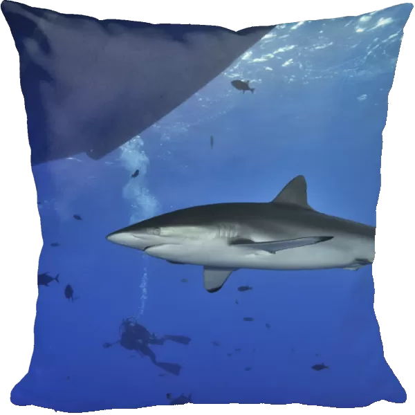 Silky shark (Carcharhinus falciformis) close to the surface