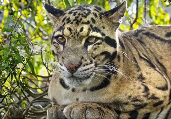 Clouded leopard (Neofelis nebulosa) portrait, captive, occurs in the Himalayas