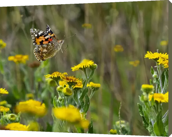 RF - Painted lady butterfly (Cynthia cardui) feeding on Fleabane