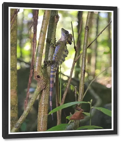 Great anglehead lizard (Gonocephalus grandis) male, Tioman Island, Malaysia