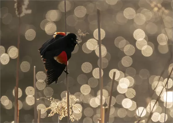 Red-winged Blackbird (Agelaius phoeniceus) male calling  /  displaying, Ithaca, New York, USA