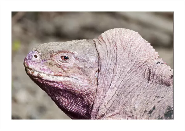 Pink iguana (Conolophus marthae) Northern caldera rim, Wolf Volcano, Isabela Island