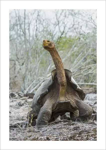 Espanola saddelback tortoise (Chelonoidis hoodensis), Espanola Island, Espanola Island
