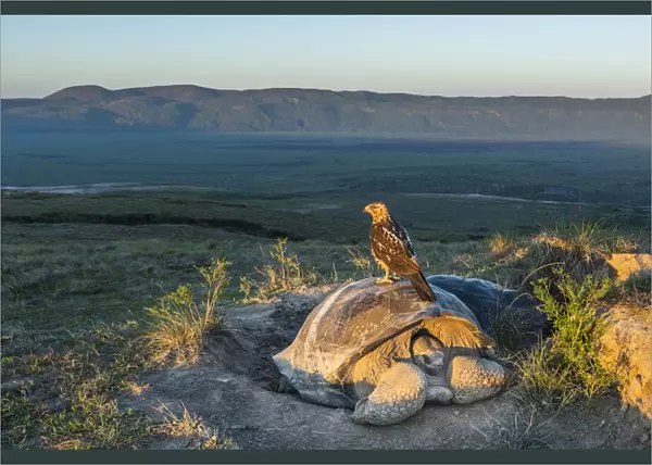 Galapagos hawk (Buteo galapagoensis) perched on Galapagos giant tortoise