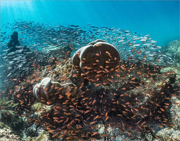 Coral heads surrounded by Blacktip cardinalfish (Apogon atradorsatus