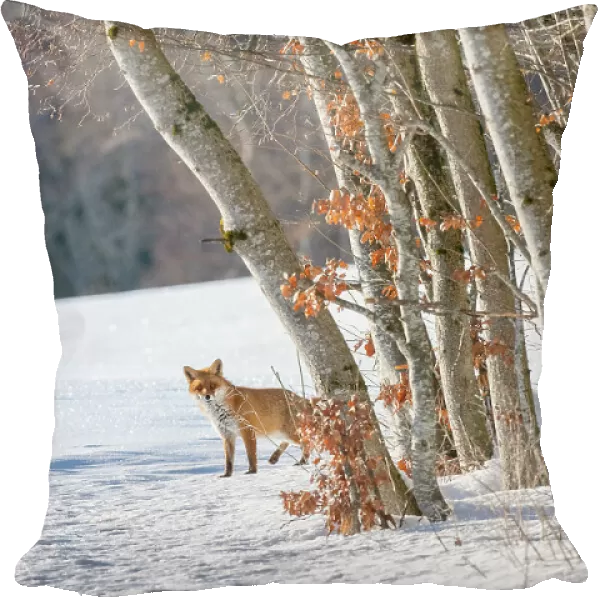Red fox (Vulpes vulpes) at edge of woodland in winter snow, Jura, Switzerland