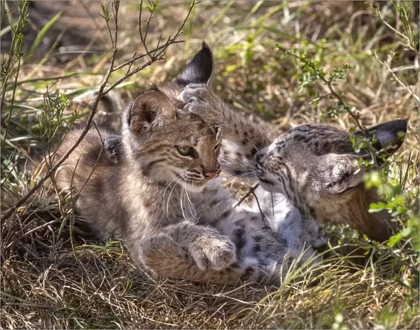 Two wild Bobcat (Lynx rufus) kittens playing in the bush. Texas, USA. September
