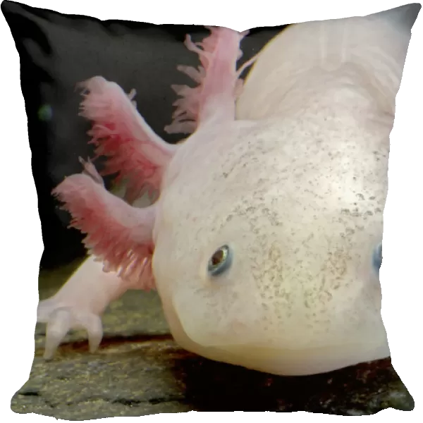 Axolotl (Ambystoma mexicanum), white or leucistic form, neotenic salamander