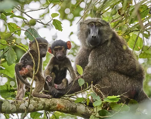 Olive baboon (Papio hamadryas anubis) mother with babies in a tree