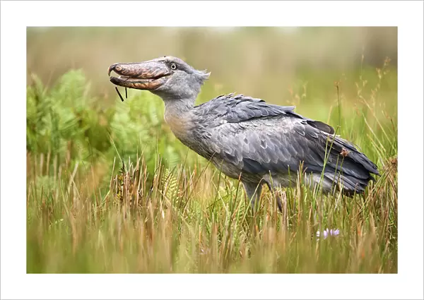 Shoebill stork (Balaeniceps rex) eating a fish in the swamps of Mabamba, Lake Victoria
