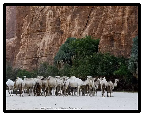 Dromedary camel (Camelus dromedarius) herd in a gorge with water on the Ennedi plateau