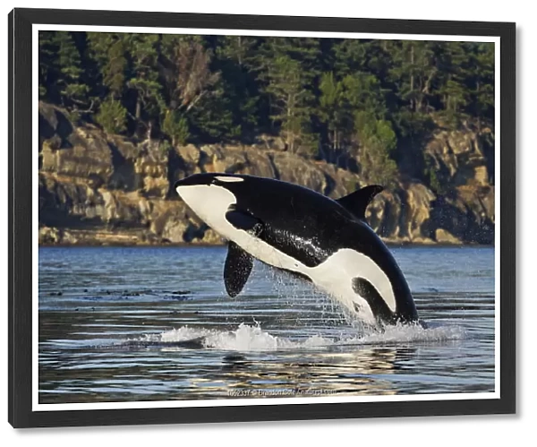 Orca whale (Orcinus orca) breaching. British Columbia, Canada, Pacific Ocean
