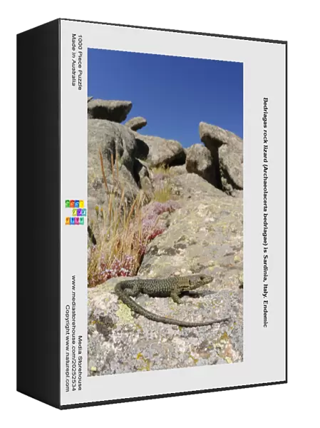 Bedriagas rock lizard (Archaeolacerta bedriagae) is Sardinia, Italy. Endemic