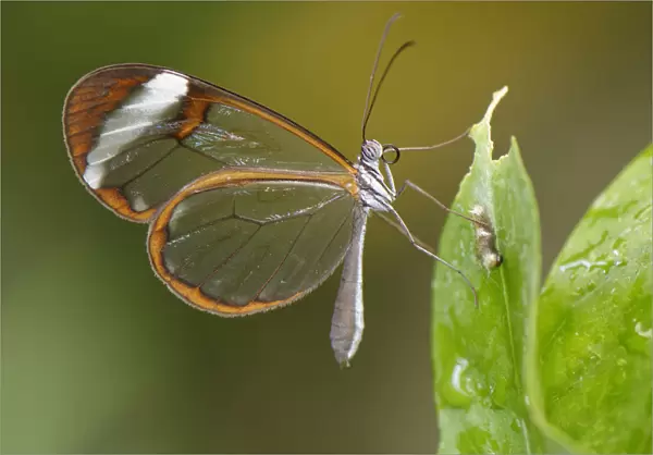 Glasswing butterfly (Greta oto), Mariposario del Drago, Icod de Los Vinos, Tenerife