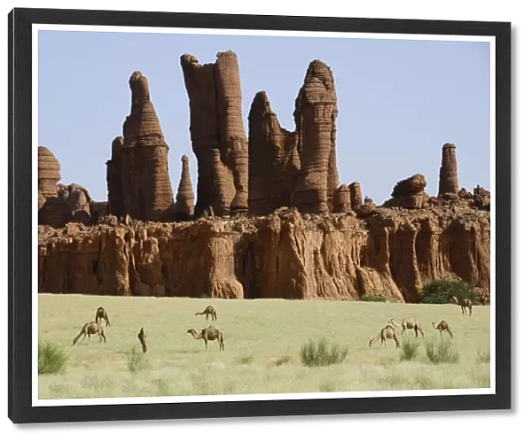 Eroded sandstone rock formations with Dromedary camels (Camelus dromedarius