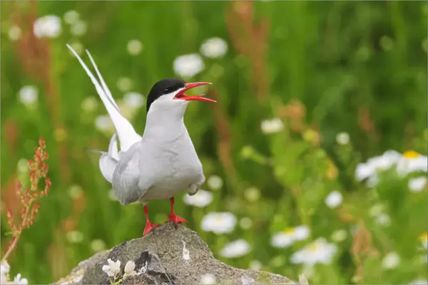 Arctic tern (Sterna paradisaea) adult calling from rock in breeding colony