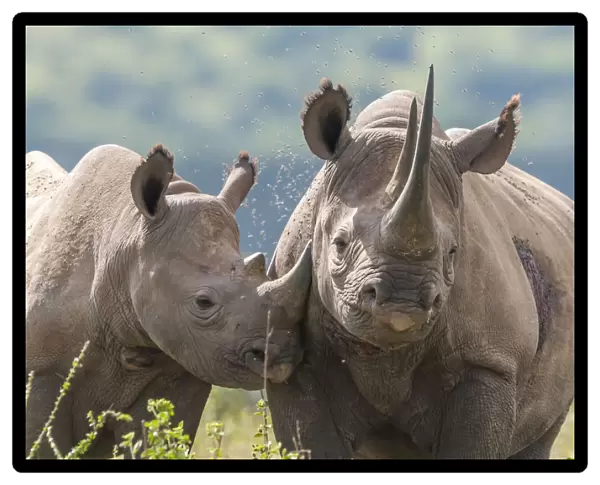 Black rhino (Diceros bicornis) mother and calf, Solio Game Reserve, Laikipia, Kenya