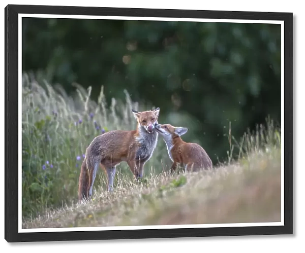 Red fox (Vulpes vulpes) cub in pasture asking vixen for food, England
