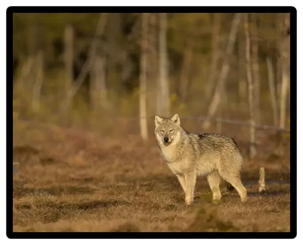 Wolf (Canis lupus) standing at woodland edge. Finland, April