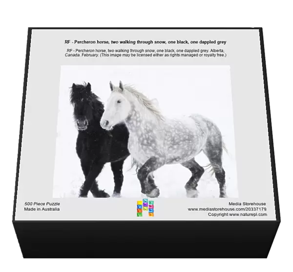 RF - Percheron horse, two walking through snow, one black, one dappled grey