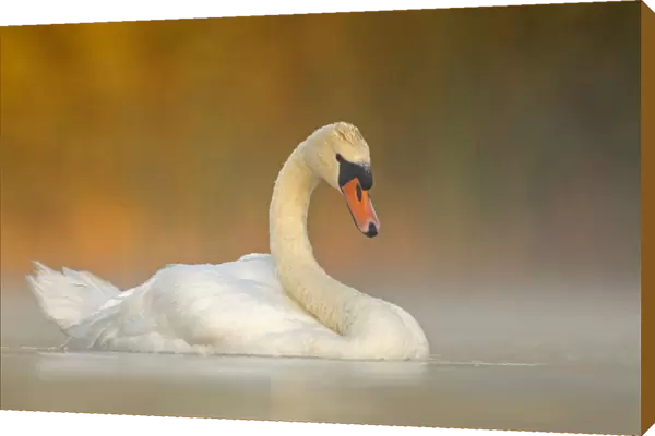Mute swan (Cygnus olor) adult on a misty morning. Valkenhorst Nature Reserve