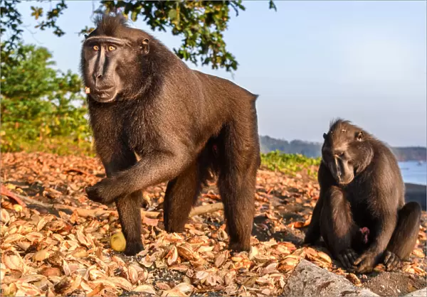 Sulawesi or Celebes c black macaque (Macaca nigra) foraging on exposed beach at low