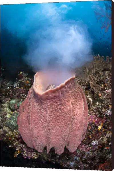Giant barrel sponge (Xestospongia testudinaria) releases a large cloud of gametes as it