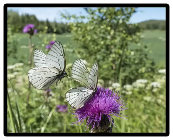 Black-veined white (Aporia crataegi) butterfly pair, in flight and nectaring on Thistle